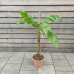 Musa acuminata (Banánovník červený) ´RED DACCA´ - kont. C12L, výška 60-80 cm