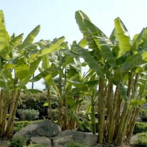 Musa Basjoo, Banánovník ´MUSA BASJOO´, kont. C2L, výška: 30-50 cm (-6°C)