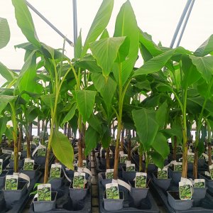 Musa basjoo (Banánovník japonský) ‘DAJIAO’ - výška 40-60 cm, kont. C1,5L (-15 °C)