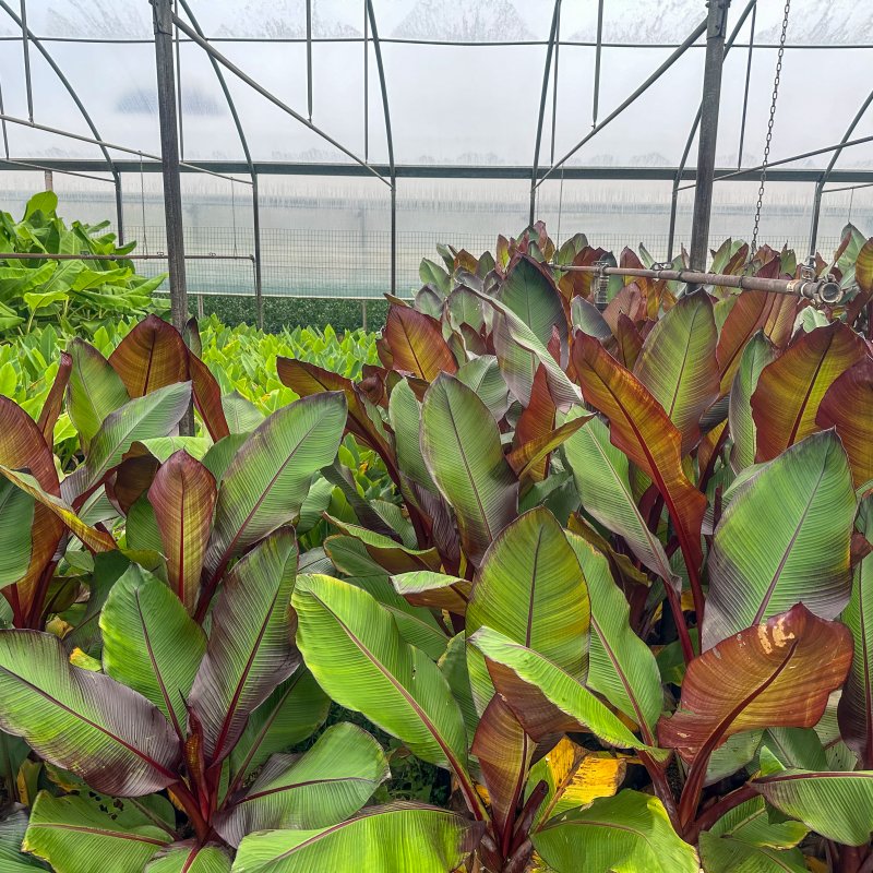 Musa sikkimensis (Banánovník červený) ´HELEN´S HYBRID´ - kont. C7L, výška 200-250 cm (-20°C)