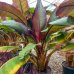 Ensete ventricosum (Banánovník habešský) ´MAURELII´ - kont. C30L, výška 180-200 cm (-5°C)