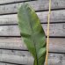 Ensete ventricosum (Banánovník habešský) ´MAURELLI´ - kont. C9L, výška 200-220 cm (-5°C)