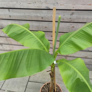 Musa acuminata (Banánovník červený) ´RED DACCA´ - kont. C12L, výška 60-80 cm