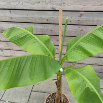 Musa acuminata (Banánovník červený) ´RED DACCA´ - kont. C12L, výška 60-80 cm