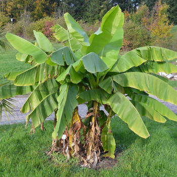 Musa Basjoo, Banánovník ´MUSA BASJOO´, kont. C25L, výška: 150-200 cm (-20°C)