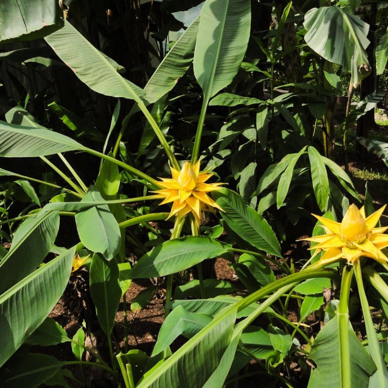 Musella lasiocarpa (Banánovník lotosový) - kont. C1.5L, výška: 30-50 cm (-10°C)