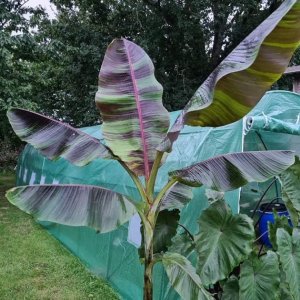 Banana sikkimensis (Banánovník) ´RED TIGER´ - kont. C9L, výška 220-230 cm (-20°C)