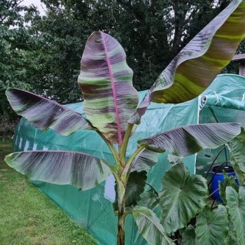 Banana sikkimensis (Banánovník) ´RED TIGER´ - kont. C9L, výška 220-230 cm (-20°C)