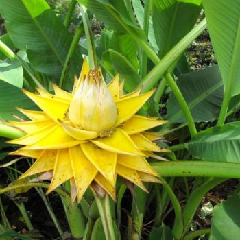 Musella lasiocarpa, Banánovník lotosový, kont. C1L, výška: 50-60 cm (-10°C)