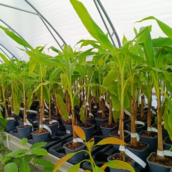 Musa Japonica (Banánovník japonský) ´MUSA BASJOO SAKHALIN´- kont. C1.5L, výška: 40-60 cm (-27°C)