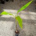 Musa Japonica (Banánovník japonský) ´MUSA BASJOO SAKHALIN´- kont. C1.5L, výška: 40-60 cm (-27°C) Musa Japonica (Banánovník japonský) ´MUSA BASJOO SAKHALIN´- kont. C1.5L, výška: 40-60 cm (-27°C)