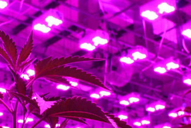 Umelé osvetlenie rastlín