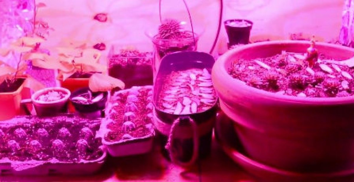 Pestujete kaktusy či sukulenty?