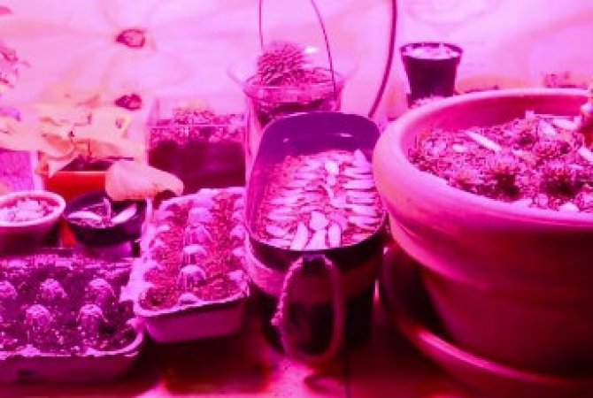 Pestujete kaktusy či sukulenty?