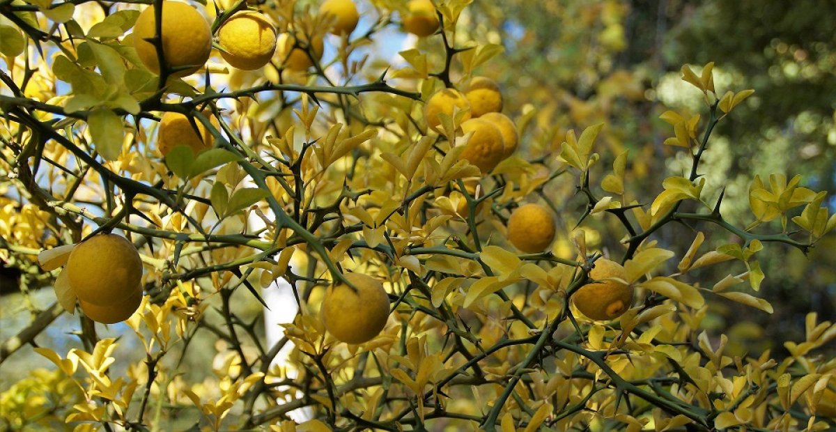 Mrazuvzdorný druh citrusu - Citrónovníkovec trojlistý -25 C