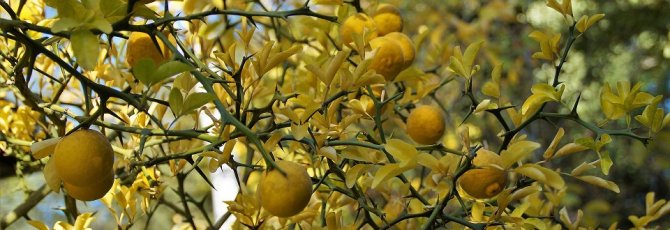 Mrazuvzdorný druh citrusu - Citrónovníkovec trojlistý -25 C