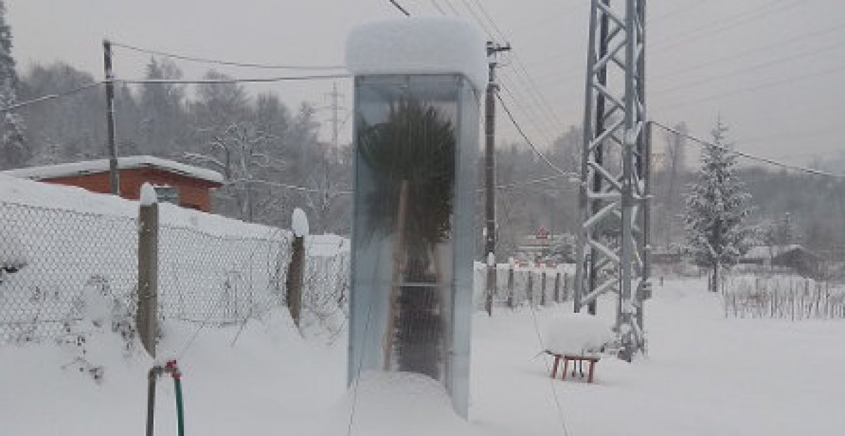 Zimovanie paliem vo voľnej pôde
