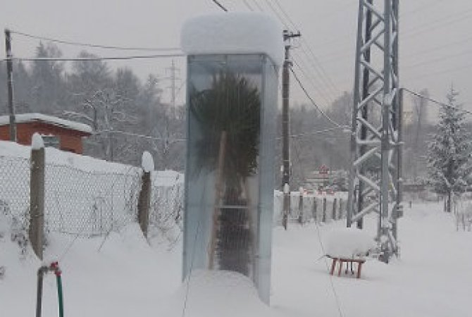 Zimovanie paliem vo voľnej pôde