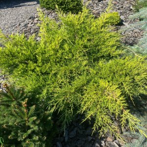 Juniperus x Media (Borievka prostredná) ´PFITZERIANA AUREA´ - kont. C5L, ⌀ 30-60 cm 