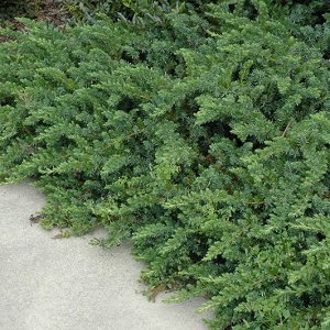 Juniperus conferta (Borievka pobrežná) ´BLUE PACIFIC´, ⌀ 50-80 cm, kont. C3L