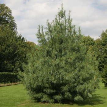 Pinus strobus (Borovica himalájska) ´WALLICHIANA´ kont. C35L, výška 125-150 cm (nepichľavá)
