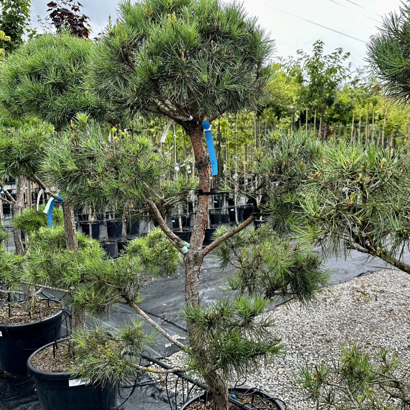 Pinus Sylvestris, Borovica lesná, kont. C55L, výška 160-200 cm (-34°C) - BONSAJ