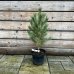 Pinus Sylvestris (Borovica lesná) ´WATERERI´ - kont. C5L, výška 60-70 cm