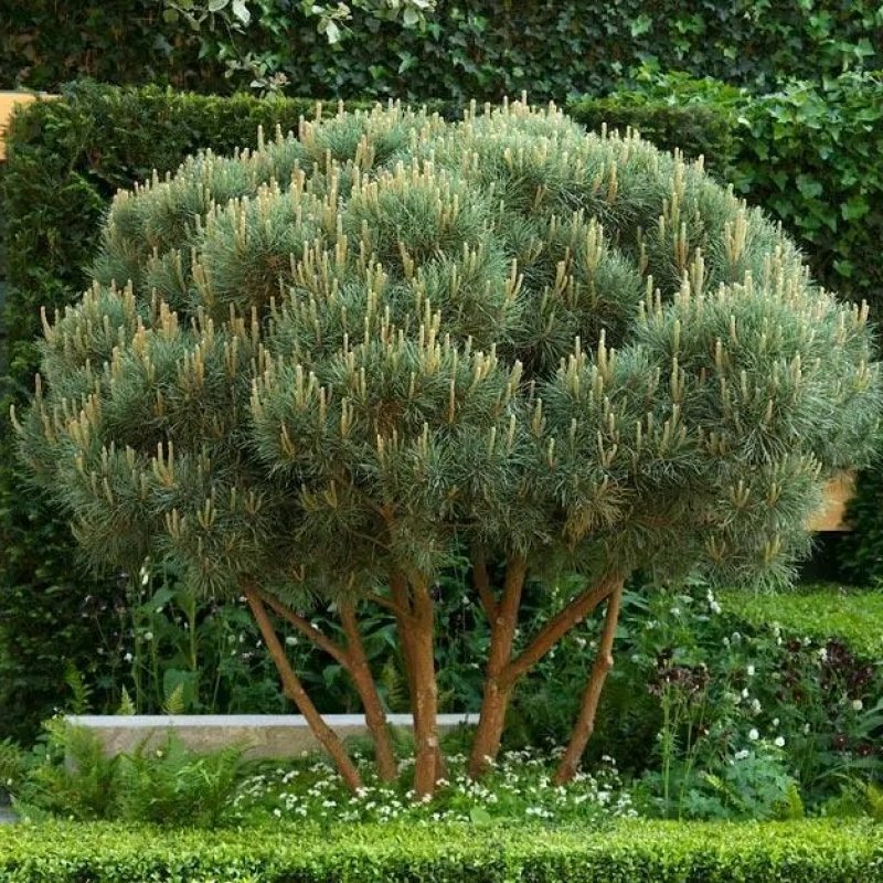 Pinus Sylvestris (Borovica lesná) ´WATERERI´ - kont. C5L, výška 60-70 cm