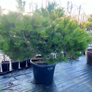 Pinus Nigra, Borovica čierna ´PIERRICK BREGEON´ kont. C35L, výška: 80-100 cm, priemer: 100-120 cm (-34°C)