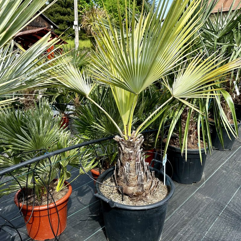 Brahea armata, kont. C50L, výška kmeňa: 30-40 cm, celková výška: 100-120 cm (-10°C)