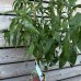Prunus persica (Broskyňa obyčajná) ´REDHAVEN´ výška: 130-150 cm, obvod kmienka 4/6 cm, kont. C6L