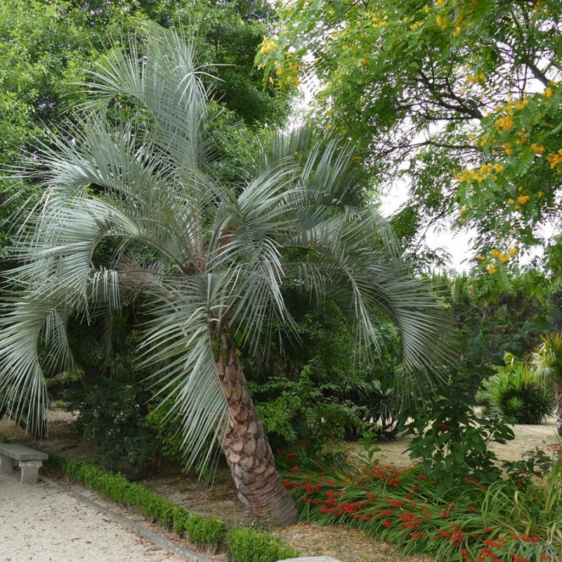 Butia Capitata (Butia hlavatá), kont. C40L, celková výška: 120-150 cm  (-10°C)