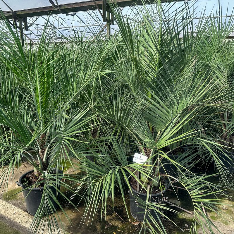 Butia Capitata - kont. C30L, celková výška 120-140 cm (-12°C)