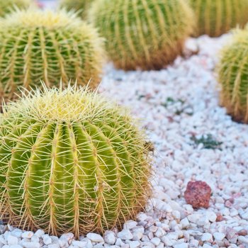 Echinocactus grusonii (Echinokaktus grusonov) - kont. C35L, výška 30 cm, Ø 40-50 cm - STARÝ A VZÁCNY EXEMPLÁR