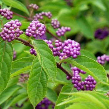 Callicarpa bodinieri var. giraldii (Krásnoplod) - kont. C3L, výška 30-50 cm