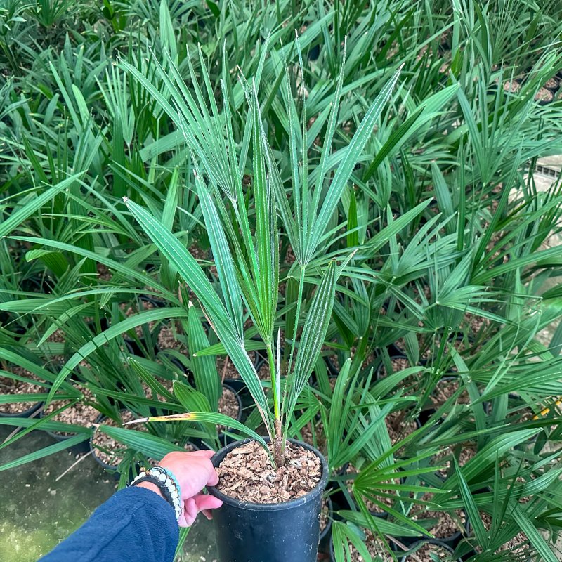 Chamaerops Humilis (Palmička nízka) - kont. C3L, výška 60-80 cm (-14°C) 