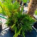 Chamaerops Humilis ´VULCANO´ - kont. C18L, celková výška: 80-90 cm (-15°C) Chamaerops Humilis ´VULCANO´ - kont. C18L, celková výška: 80-90 cm (-15°C)