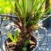 Chamaerops Humilis ´VULCANO´ - kont. C18L, celková výška: 80-90 cm (-15°C) Chamaerops Humilis ´VULCANO´ - kont. C18L, celková výška: 80-90 cm (-15°C)