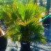 Chamaerops Humilis ´VULCANO´ - kont. C18L, celková výška: 80-90 cm (-15°C) Chamaerops Humilis ´VULCANO´ - kont. C18L, celková výška: 80-90 cm (-15°C)