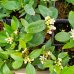 Citrus reticulata (Mandarínko-Pomaranč 2v1) ‘ORTANIQUE TANGOR’ - výška 10-20 cm, kont. P11 