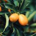 Citrus × microcarpa (Mandarínka) ´CALAMONDIN´ - kont. C1L, výška 20-30 cm - MINI KMIENOK