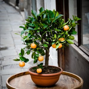 Citrus × microcarpa (Mandarínka) ´CALAMONDIN´ - kont. C1L, výška 20-30 cm - MINI KMIENOK