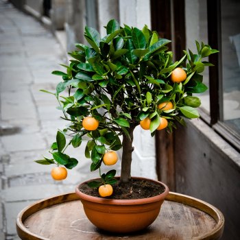 Citrus × microcarpa (Mandarínka) ´CALAMONDIN´ - kont. C1L, výška 20-30 cm - MINI KMIENOK