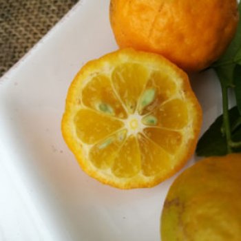 Citrus Volkamer (kríženec Citróno-pomaranč 2v1) ´VOLKAMERIANA´ - kont. C2L, výška 15-25 cm