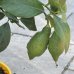 Citrus limon (Citrónovník) ´EUREKA´ kont. C5L, výška 50-70 cm