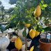 Citrus limon (Citrónovník) ´EUREKA´ - kont. C7,5L, výška 100-130 cm