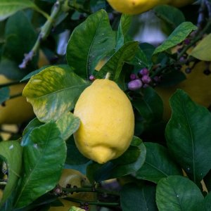 Citrus limon (Citrónovník) ´EUREKA´ - kont. C7,5L, výška 100-130 cm