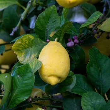 Citrus limon (Citrónovník) ´EUREKA´ - kont. C7,5L, výška 100-130 cm