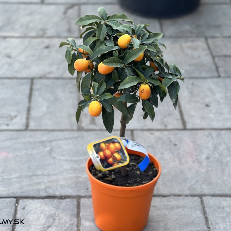 Kumquat ´Fortunella margarita´ - výška 40-60 cm, kont. C5L - na kmienku