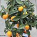 Kumquat ´Fortunella margarita´ - výška 40-60 cm, kont. C5L - na kmienku